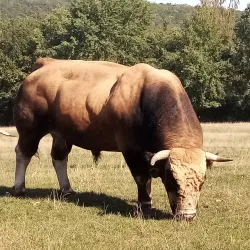 La Ferme de la Houssière - Gembloux