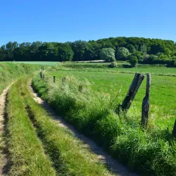 Bosberg Hill - Geraardsbergen