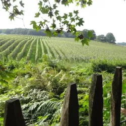 Local Belgian Wineries - Grez-Doiceau