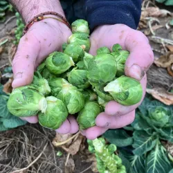 Local Markets and Artisan Shops - Grez-Doiceau