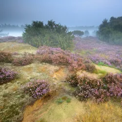 De Groote Heide Nature Reserve - Hamont-Achel