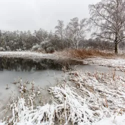 De Groote Heide Nature Reserve - Hamont-Achel