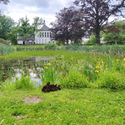 De Groote Heide Nature Reserve - Hamont-Achel