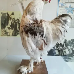 Hasselt City Museum (Stedelijk Museum Hasselt) - Hasselt