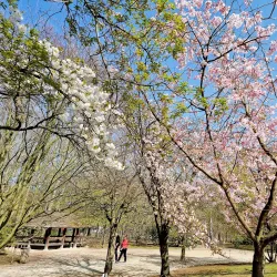 Japanese Garden - Hasselt