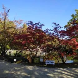 Japanese Garden - Hasselt