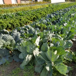 Local Farmers' Markets - Hechtel-Eksel