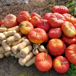 Local Farmers' Markets - Hechtel-Eksel