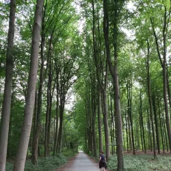 Heverlee Forest - Heverlee