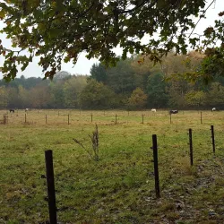 Heverlee Forest - Heverlee