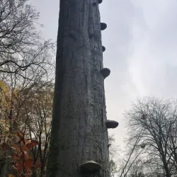 Heverlee Forest - Heverlee