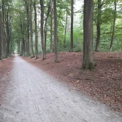 Heverlee Forest - Heverlee