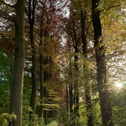 Heverlee Forest - Heverlee