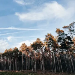 Heverlee Forest - Heverlee