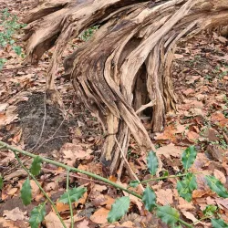 Heverlee War Memorial - Heverlee