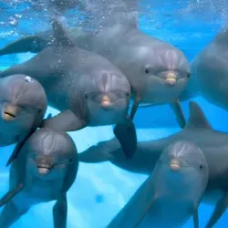 Boudewijn Seapark - Knokke-Heist