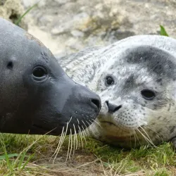Boudewijn Seapark - Knokke-Heist