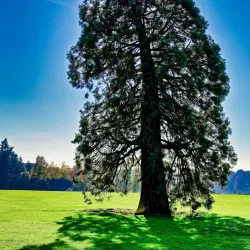 Parc de La Hulpe - La Hulpe