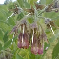 Historic Farms of Laakdal - Laakdal