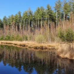 Laakdal Nature Reserve - Laakdal
