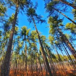 Laakdal Nature Reserve - Laakdal