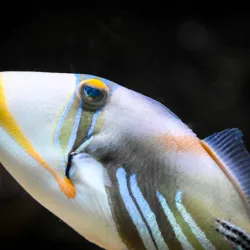 Aquarium-Muséum de Liège - Liege