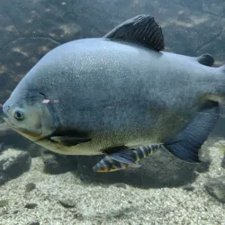 Aquarium-Muséum de Liège - Liege