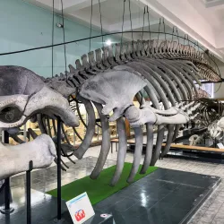 Aquarium-Muséum de Liège - Liege