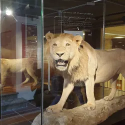 Aquarium-Muséum de Liège - Liege