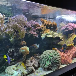 Aquarium-Muséum de Liège - Liege