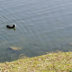 Lac de Louvain-la-Neuve - Louvain-la-Neuve