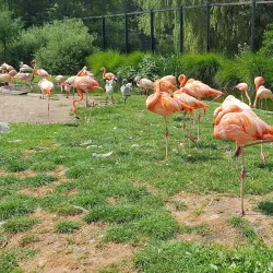 Planckendael Zoo - Mechelen