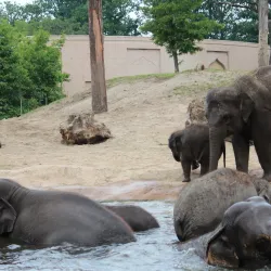 Planckendael Zoo - Mechelen