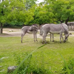 Planckendael Zoo - Mechelen