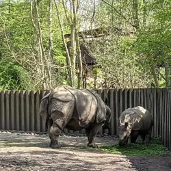 Planckendael Zoo - Mechelen