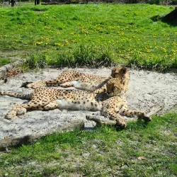 Planckendael Zoo - Mechelen