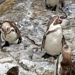 Planckendael Zoo - Mechelen