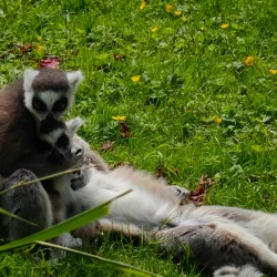 Planckendael Zoo - Mechelen