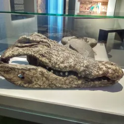 Ducasse de Mons (Doudou Festival) - Mons