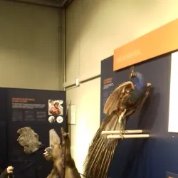 Mons Natural History Museum - Mons