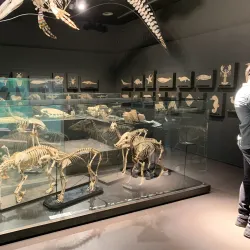 Mons Natural History Museum - Mons