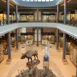 Mons Natural History Museum - Mons
