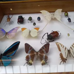 Mons Natural History Museum - Mons