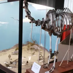 Mons Natural History Museum - Mons