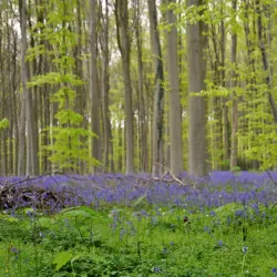 Hallerbos (Blue Forest) - Overijse