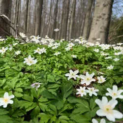 Hallerbos (Blue Forest) - Overijse