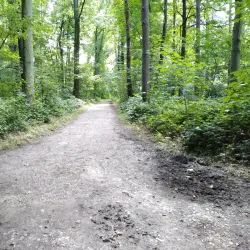 Hallerbos (Blue Forest) - Overijse