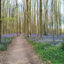 Hallerbos (Blue Forest) - Overijse