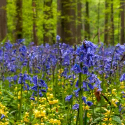 Hallerbos (Blue Forest) - Overijse