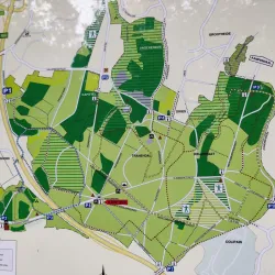 Hallerbos (Blue Forest) - Overijse